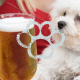 Dogs Welcome